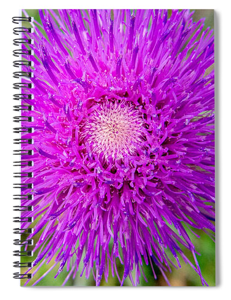 Weeds Spiral Notebook featuring the photograph The Weed Becomes by Ivars Vilums