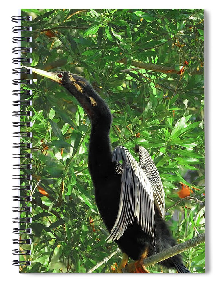 Anhinga Spiral Notebook featuring the photograph The Wings of an Angel by Scott Cameron