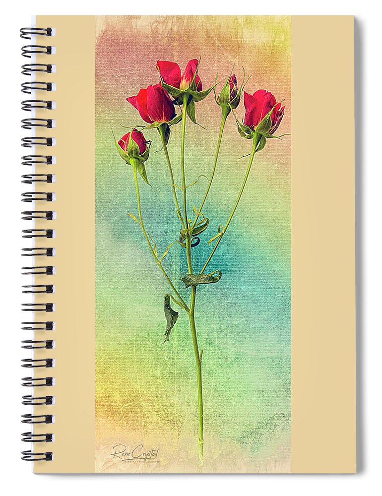 Roses Spiral Notebook featuring the photograph These Roses Are For You by Rene Crystal