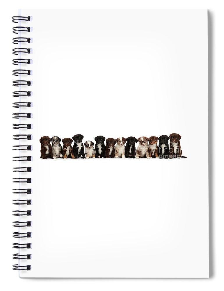 Mini American Shepherd Spiral Notebook featuring the photograph Thirteen Mini American Shepherd puppies by Warren Photographic