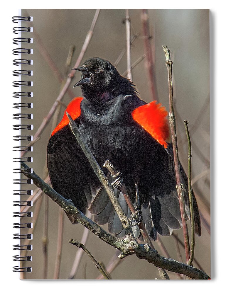 Marsh Spiral Notebook featuring the photograph This Is MY Marsh DSB035 by Gerry Gantt