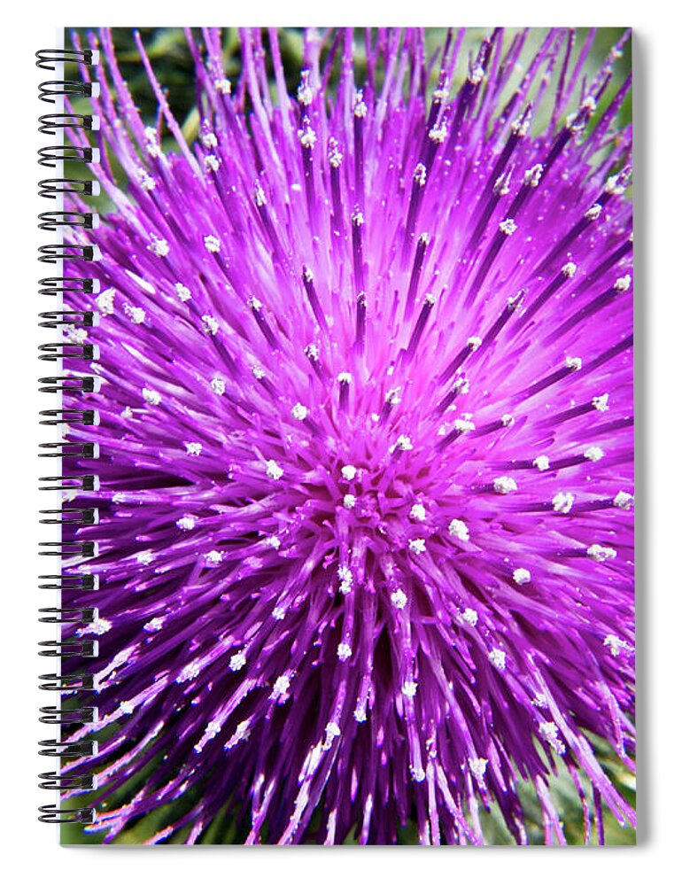 Olympic Peninsula Spiral Notebook featuring the photograph Thistle Bloom by David Desautel