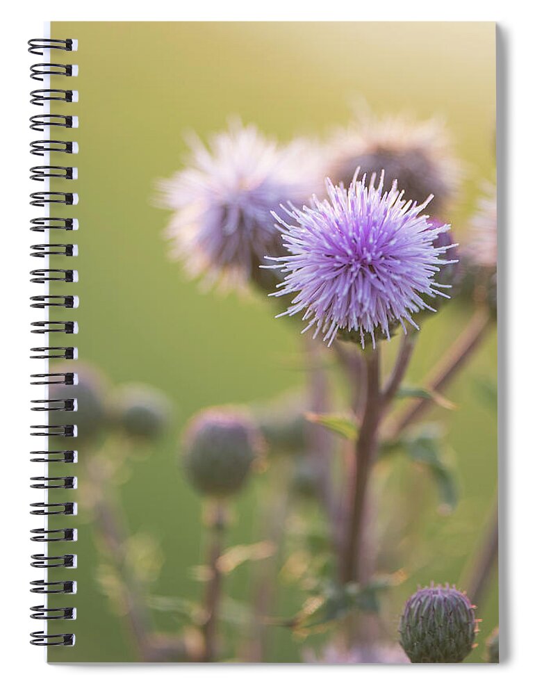 Thistle Spiral Notebook featuring the photograph Thistle Flowers by Karen Rispin