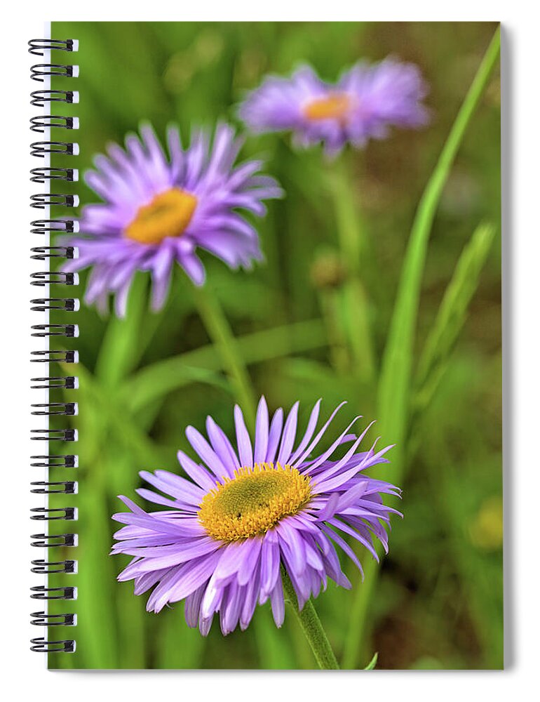 Asters Spiral Notebook featuring the photograph Three Asters by Bob Falcone