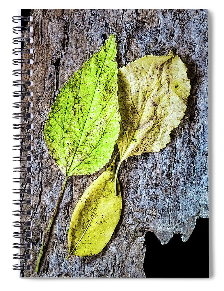 Autumn Spiral Notebook featuring the photograph Three Autumn Leaves On Bark by Gary Slawsky