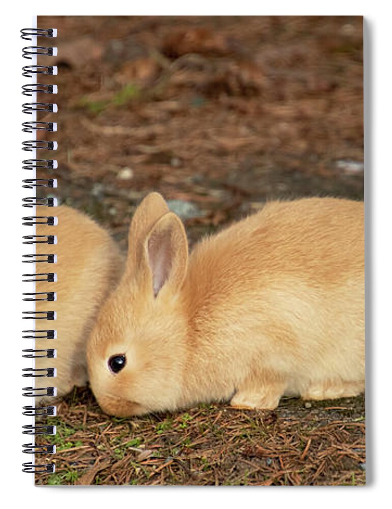 Rabbits Spiral Notebook featuring the digital art Three Baby Bunnies by Peggy Collins