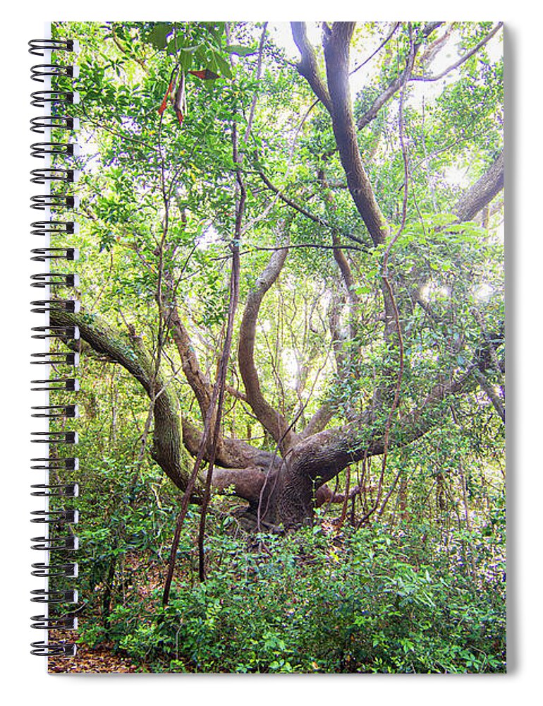 Live Oak Spiral Notebook featuring the photograph Three Century Live Oak Tree - North Carolina Crystal Coast by Bob Decker