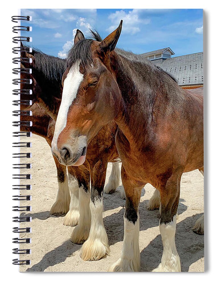 Horses Spiral Notebook featuring the photograph Three Clydesdales by Lora J Wilson