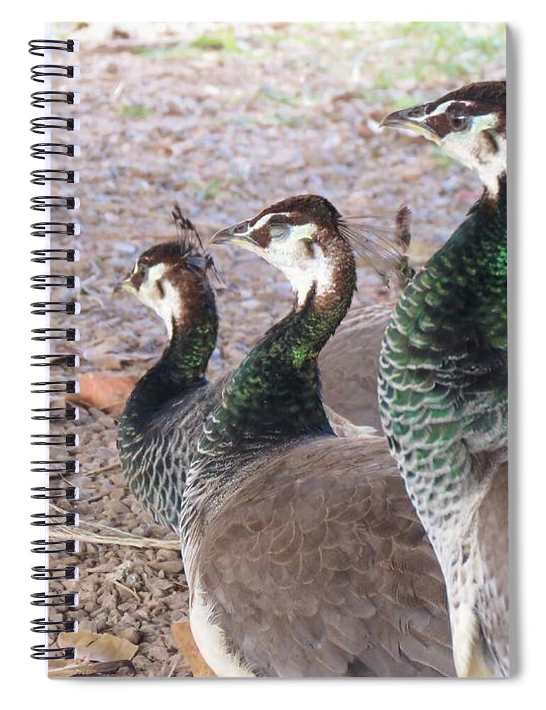 Peacocks Spiral Notebook featuring the photograph Three Lovely Peacocks by World Reflections By Sharon