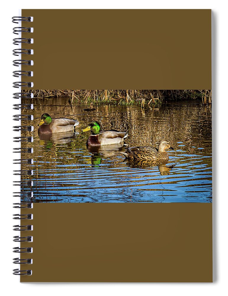 Birds Spiral Notebook featuring the photograph Three Mallard ducks chilling out by Louis Dallara