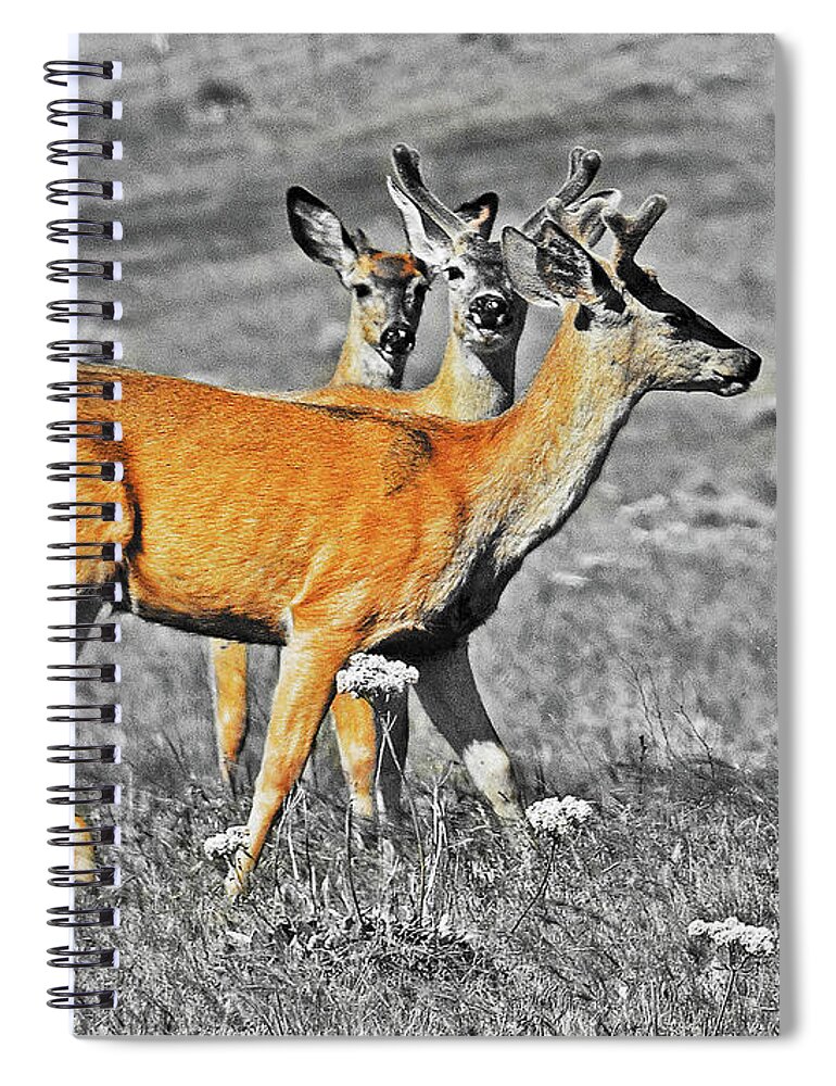 Bever Deer Ice Hous Spiral Notebook featuring the digital art Three Young Bucks by Fred Loring