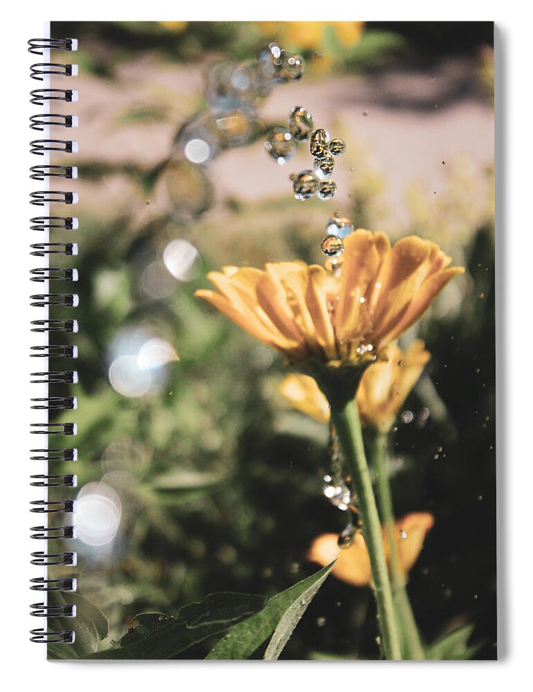 Zinnia Elegans Spiral Notebook featuring the photograph Three Zinnias, With Water Drops by W Craig Photography