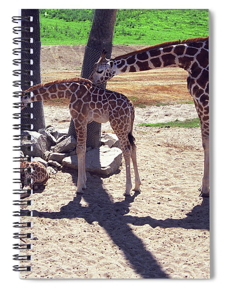 Wild Animal Park Spiral Notebook featuring the photograph Threes by Kathy McClure