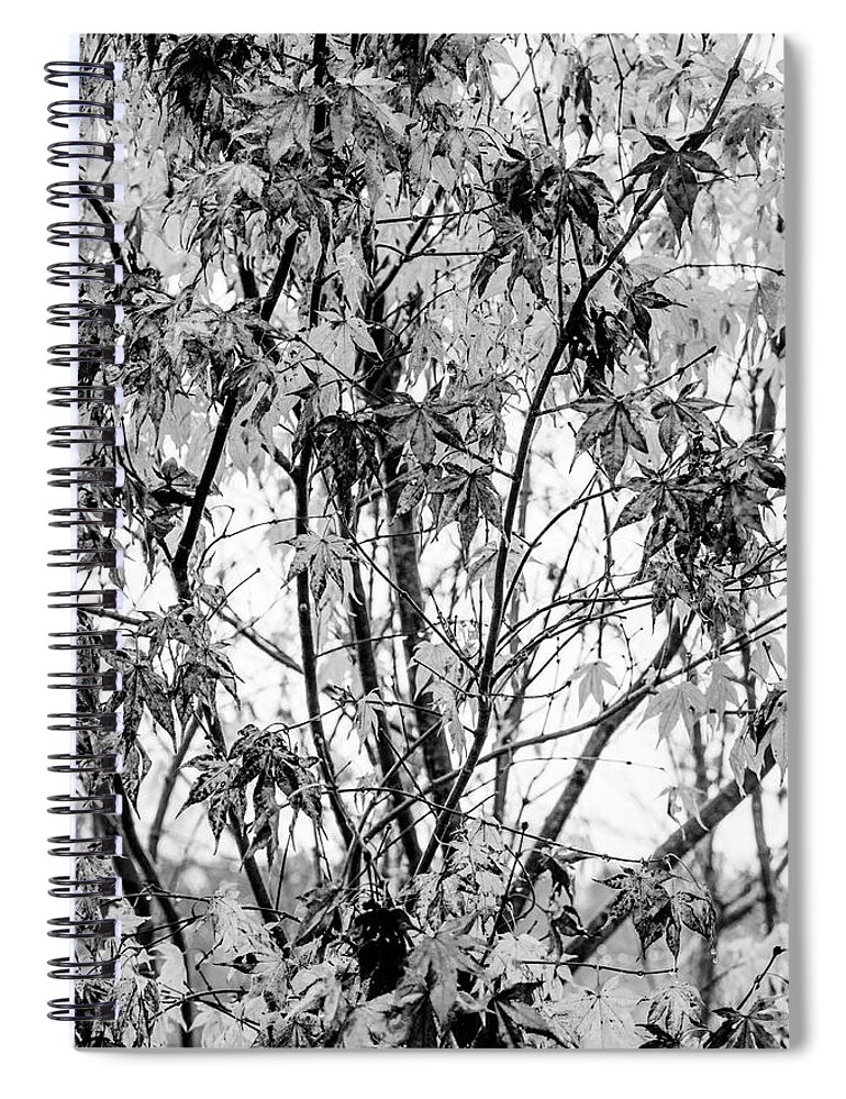 Carolina Spiral Notebook featuring the photograph Through the Autumn Leaves Black and White by Debra and Dave Vanderlaan