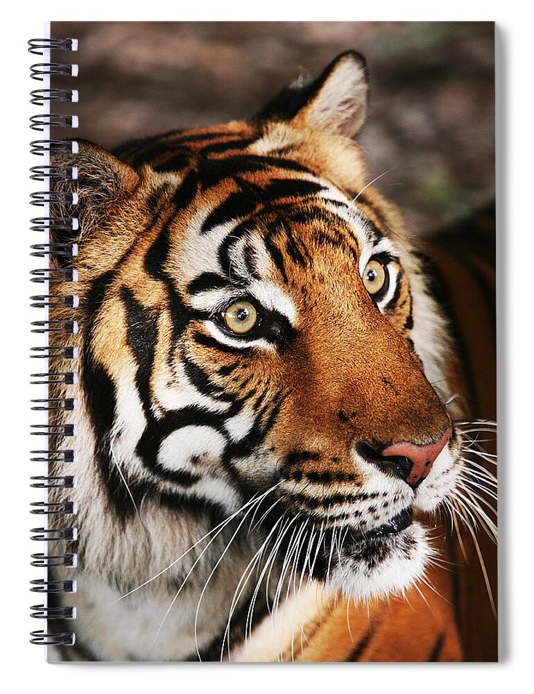 Tiger Spiral Notebook featuring the photograph Tiger Headshot by Brad Barton