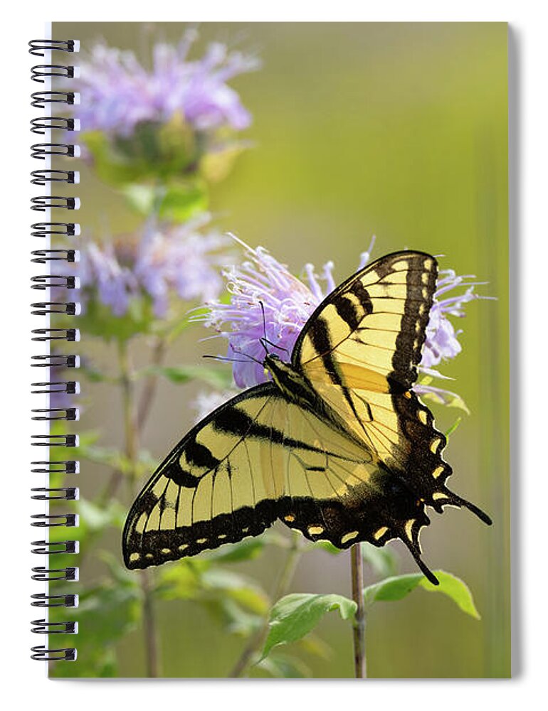 Wildflower Garden Spiral Notebook featuring the photograph Tiger Swallowtail - Butterflies by Rehna George