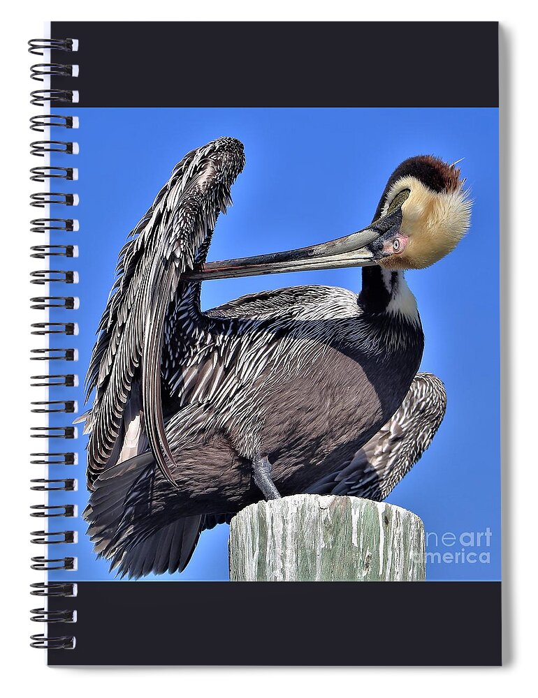 Pelican Spiral Notebook featuring the photograph Time to Preen by Joanne Carey