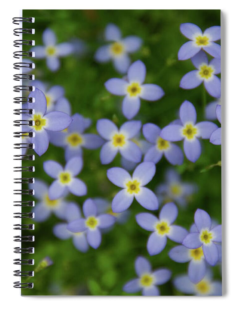 Grandfather Mountain Spiral Notebook featuring the photograph Tiny Blooms by Melissa Southern