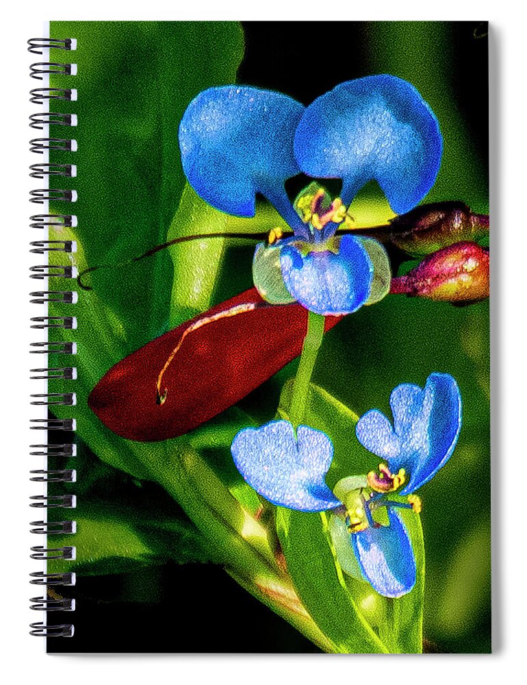 Flower Spiral Notebook featuring the photograph Tiny Blue Flower by Don Durfee