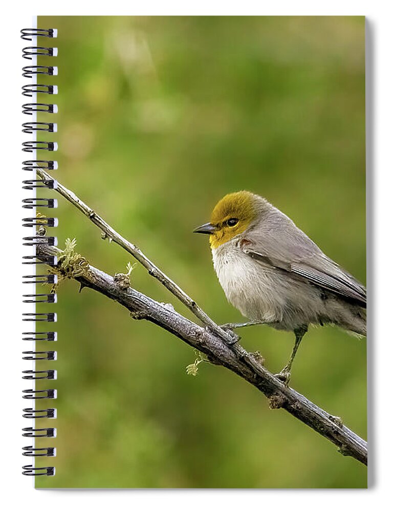 Arboretum Spiral Notebook featuring the photograph Tiny But Tough by Rick Furmanek