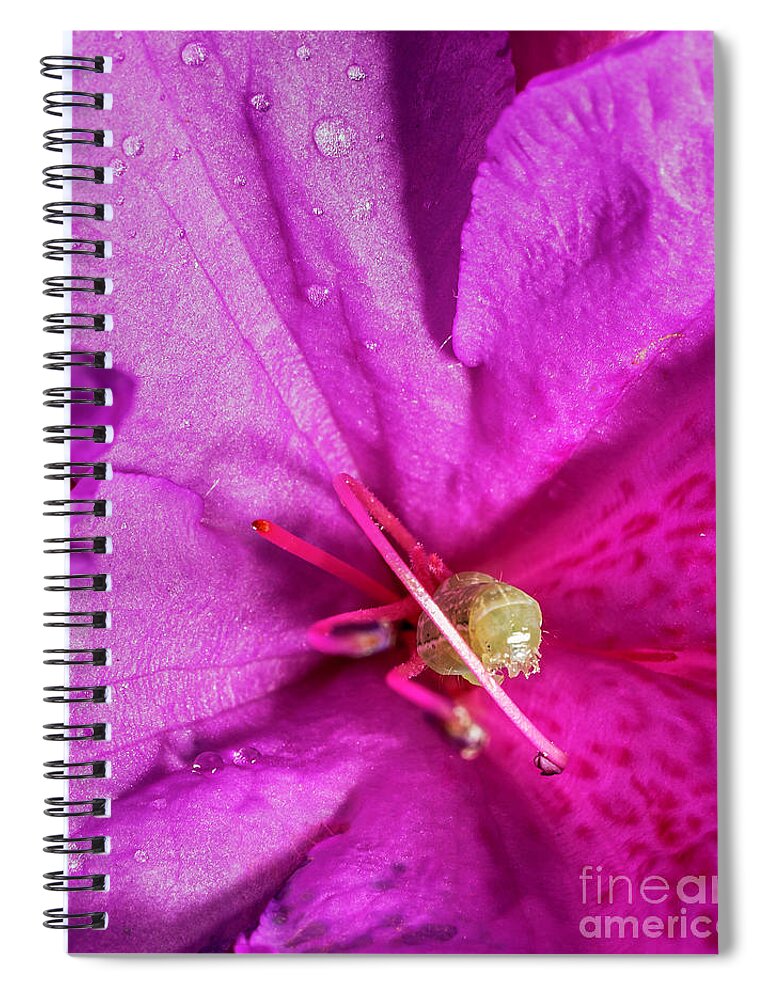 Tiny Spiral Notebook featuring the photograph Tiny Green Caterpillar by Gemma Mae Flores Sellers