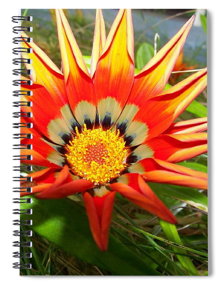 Tiny Spiral Notebook featuring the photograph Tiny Orange Beauty Spring Flower highlighted by the sun hidden in the grass by Lightsong Wolters