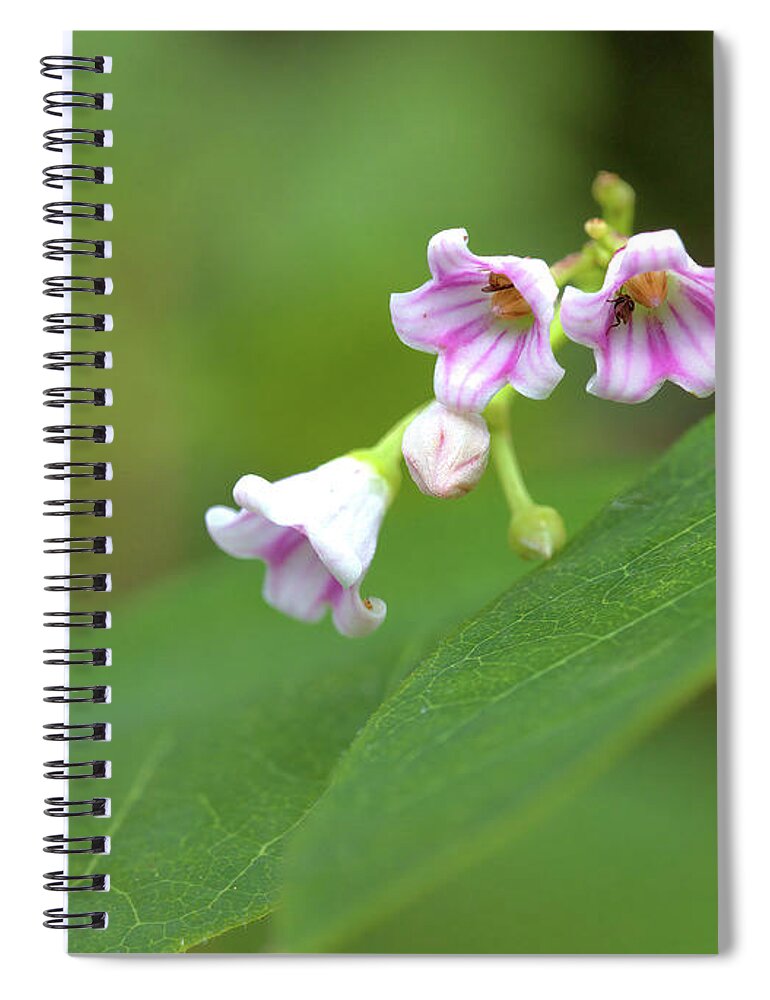 Wildflowers Spiral Notebook featuring the photograph Tiny Wildflowers by Bob Falcone