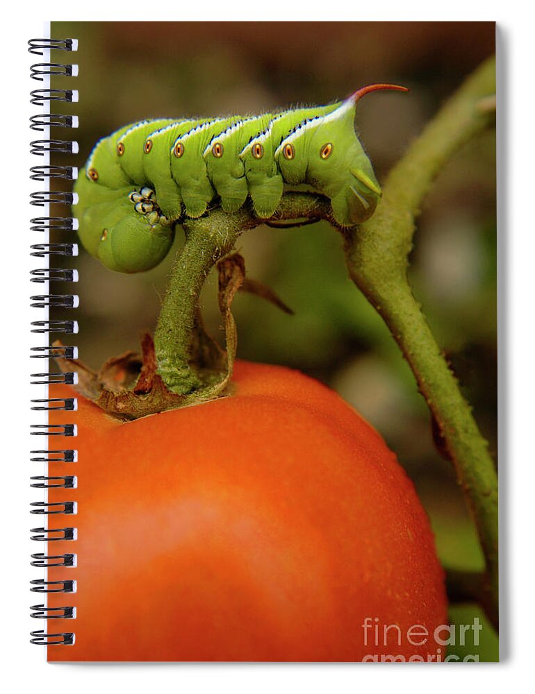 Green Spiral Notebook featuring the photograph Tomato horn worm devours a tomato by Gunther Allen