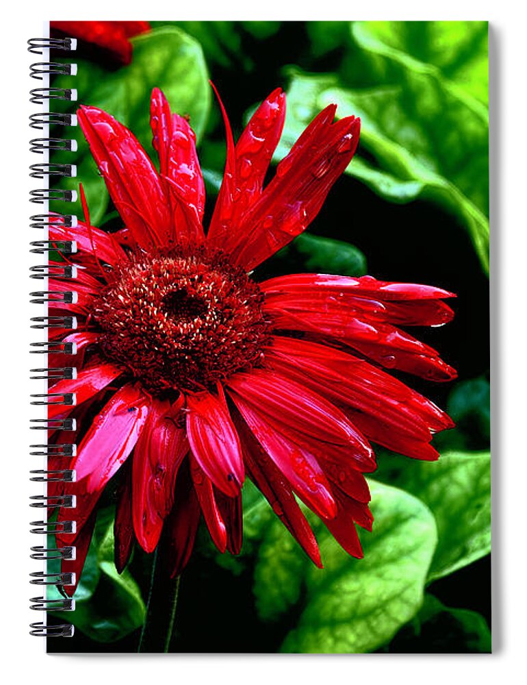 Daisies Spiral Notebook featuring the photograph Tomato Soup Gerbera by Diana Mary Sharpton