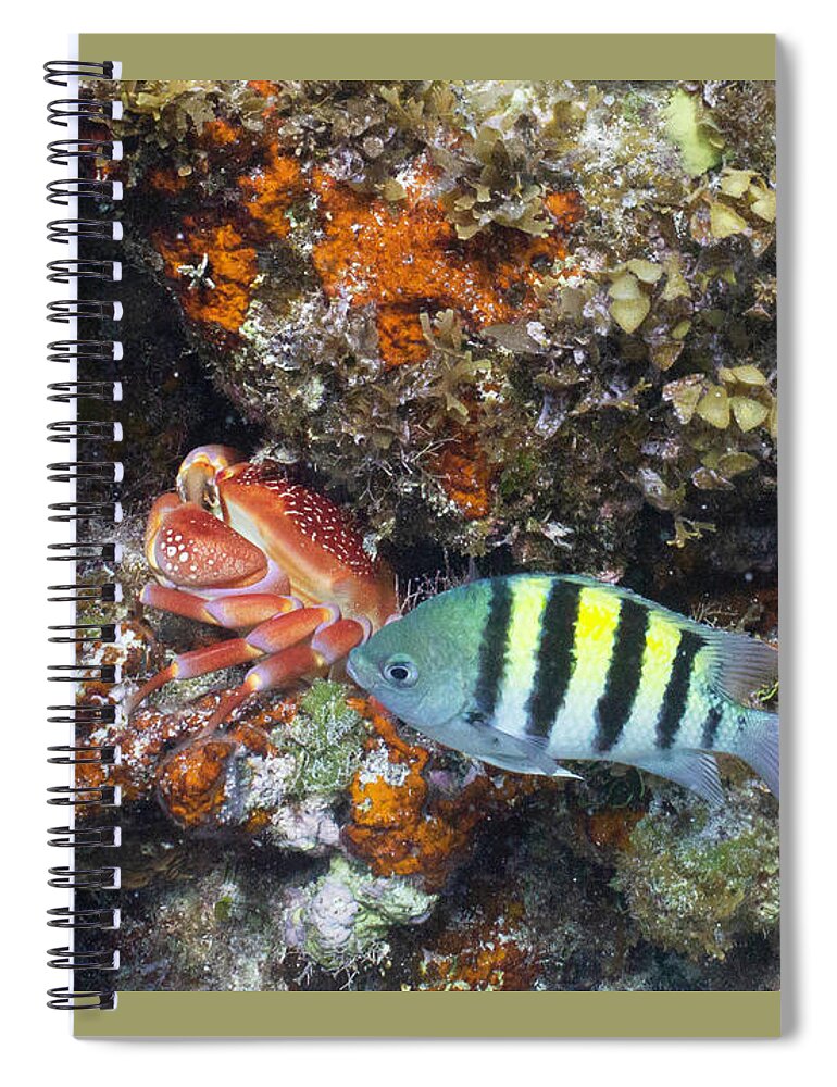 Animals Spiral Notebook featuring the photograph Too Close For Comfort by Lynne Browne