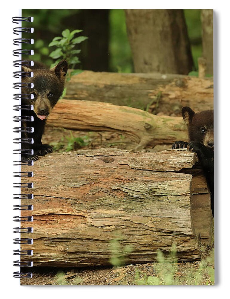 Bears Spiral Notebook featuring the photograph Too Damn Cute by Duane Cross