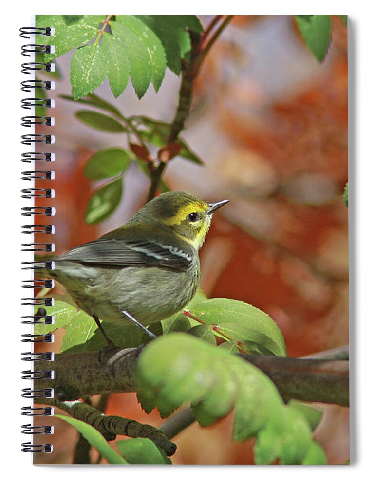 Townsend's Warbler Spiral Notebook featuring the photograph Townsend's Warbler by Gary Wing