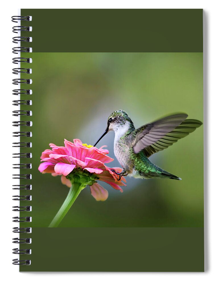 Hummingbird Spiral Notebook featuring the photograph Tranquil Joy by Christina Rollo
