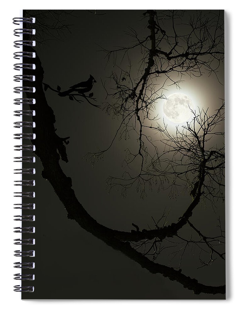 Wolf Moon Spiral Notebook featuring the photograph Tree Captures Wolf as Cardinal Looks On - Wolf Moon with hackberry tree - Vertical crop by Peter Herman