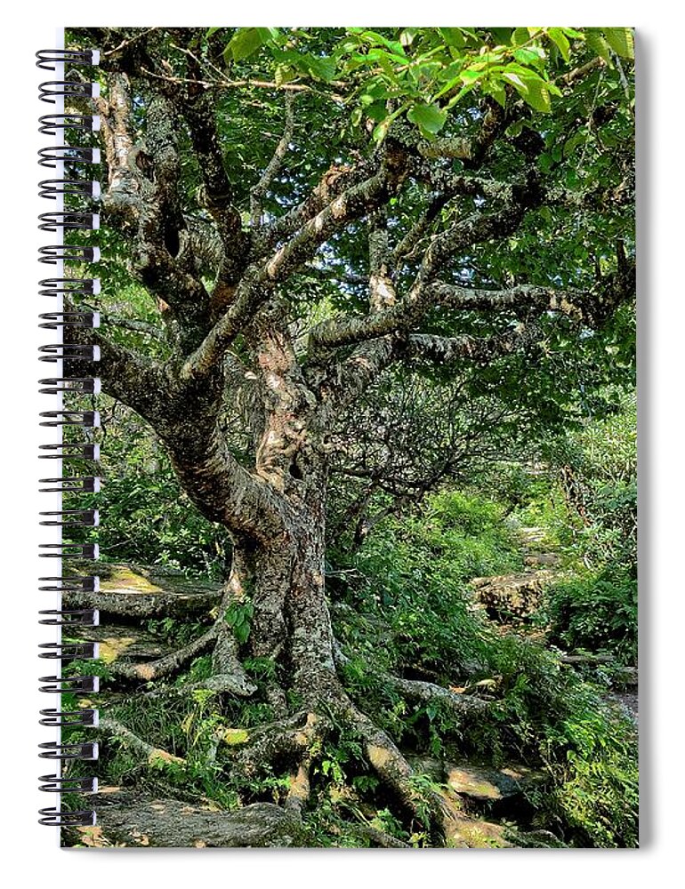 Tree Spiral Notebook featuring the photograph Tree of Wonder by Allen Nice-Webb
