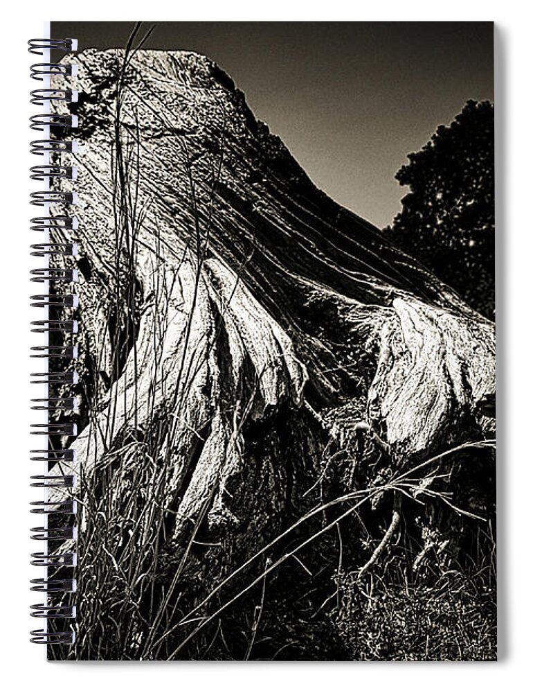 Tree Spiral Notebook featuring the photograph Tree Remnants by Rene Vasquez