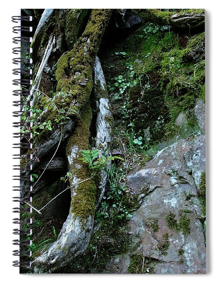 Roots Spiral Notebook featuring the photograph Tree Roots Embracing Stone by Angelo DeVal