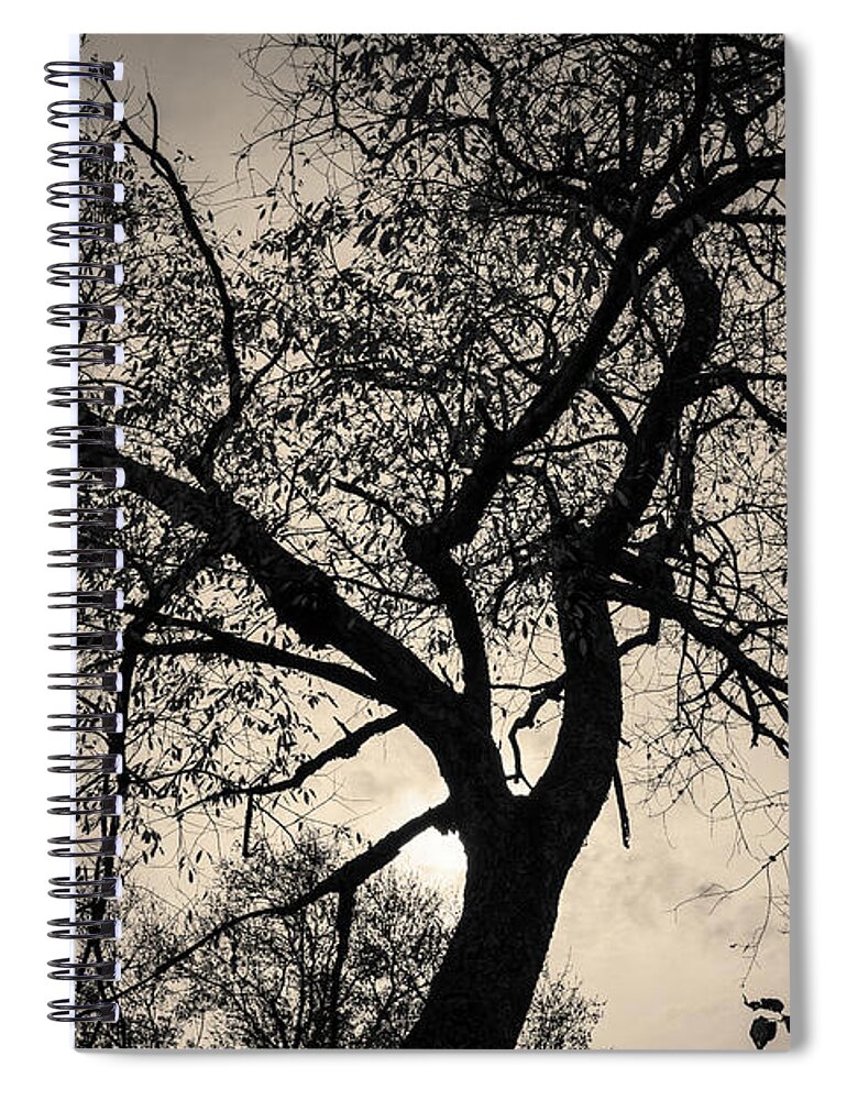 Abstract Spiral Notebook featuring the photograph Tree Silhouette Toned by David Gordon