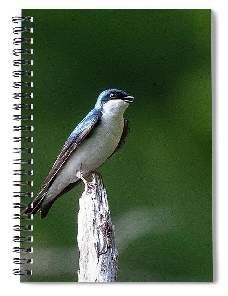 Tree Spiral Notebook featuring the photograph Tree Swallow by Denise Kopko