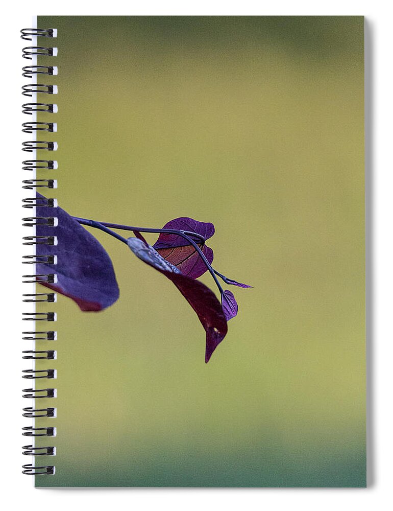 Redbud Spiral Notebook featuring the photograph Treebud by David Beechum