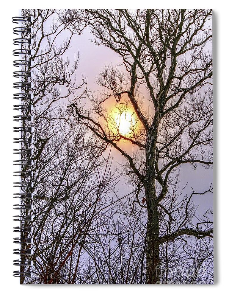 Sun Spiral Notebook featuring the photograph Trees Capturing the Sun by Randy Pollard
