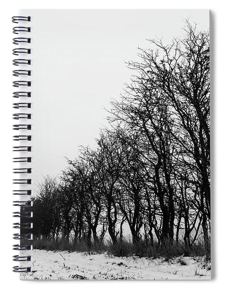 Trees Spiral Notebook featuring the photograph Trees in line by Mike Santis