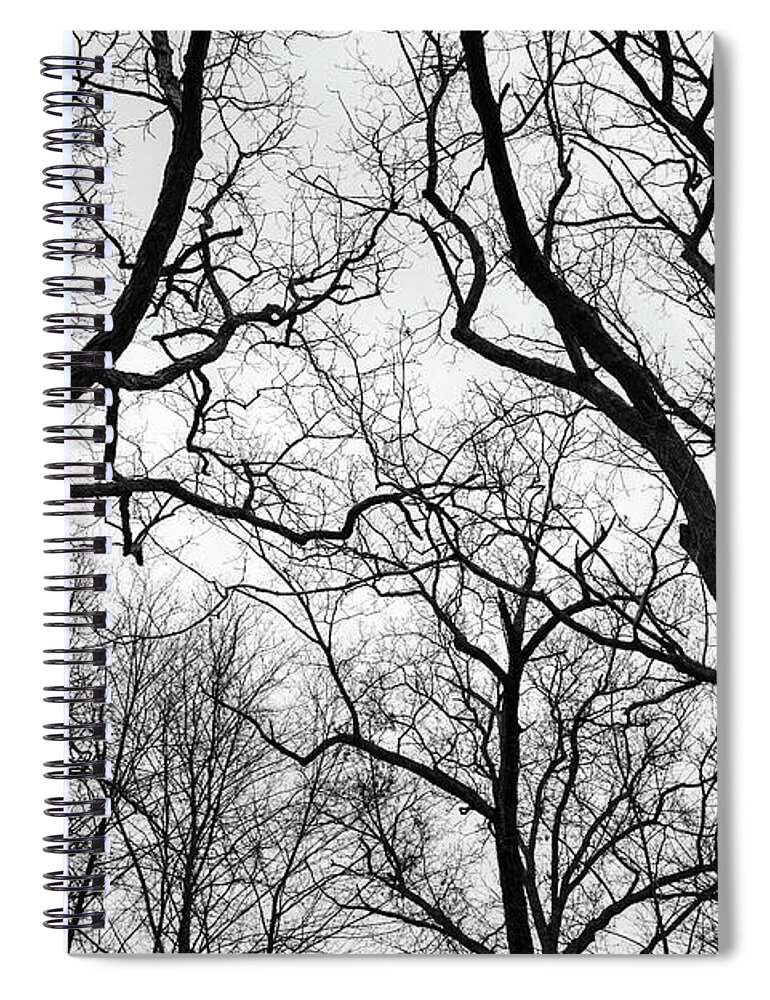 Black And White Spiral Notebook featuring the photograph Treetops Blackstone Gorge BW by David Gordon