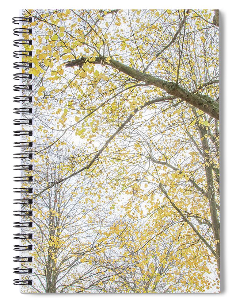 Trent Park Spiral Notebook featuring the photograph Trent Park Trees Fall 13 by Edmund Peston