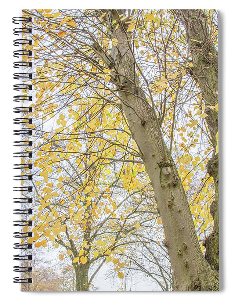 Trent Park Spiral Notebook featuring the photograph Trent Park Trees Fall 15 by Edmund Peston