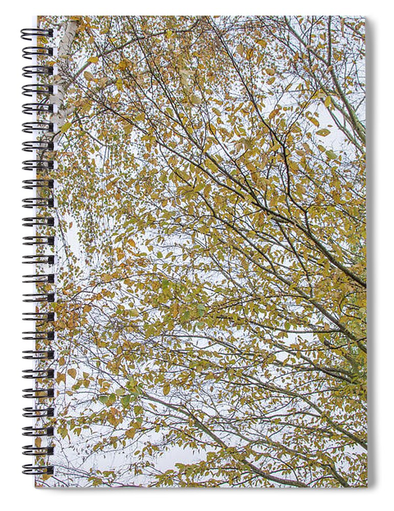 Trent Park Spiral Notebook featuring the photograph Trent Park Trees Fall 4 by Edmund Peston