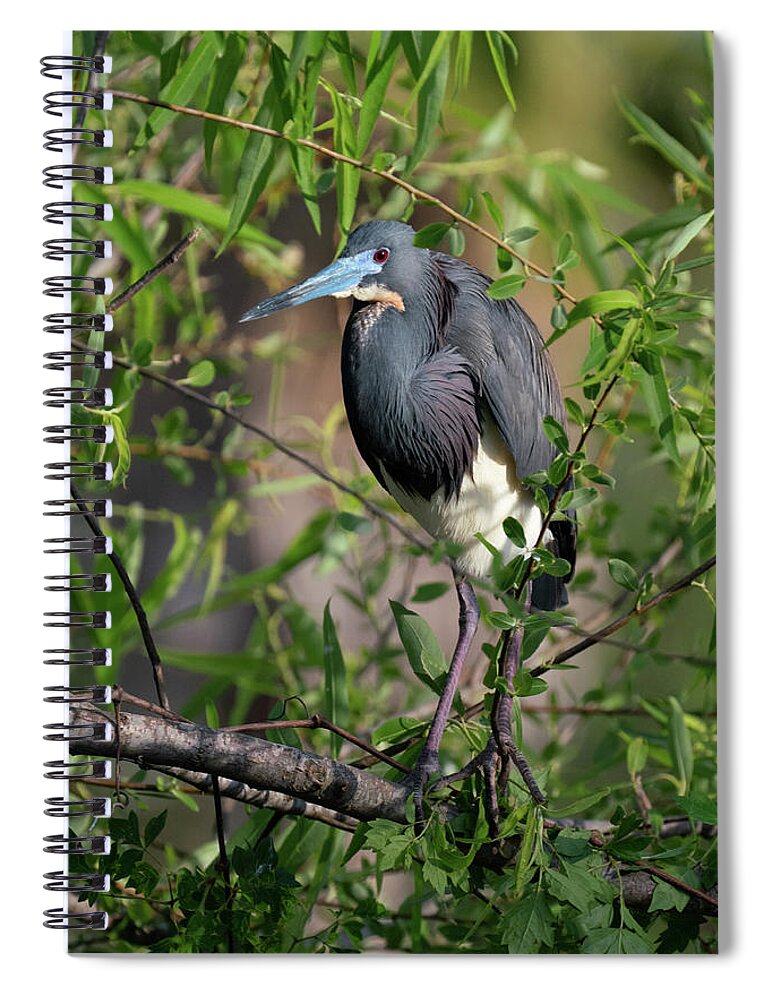 Hunting Island State Park Spiral Notebook featuring the photograph Tri-Colored Heron 4 by Joye Ardyn Durham