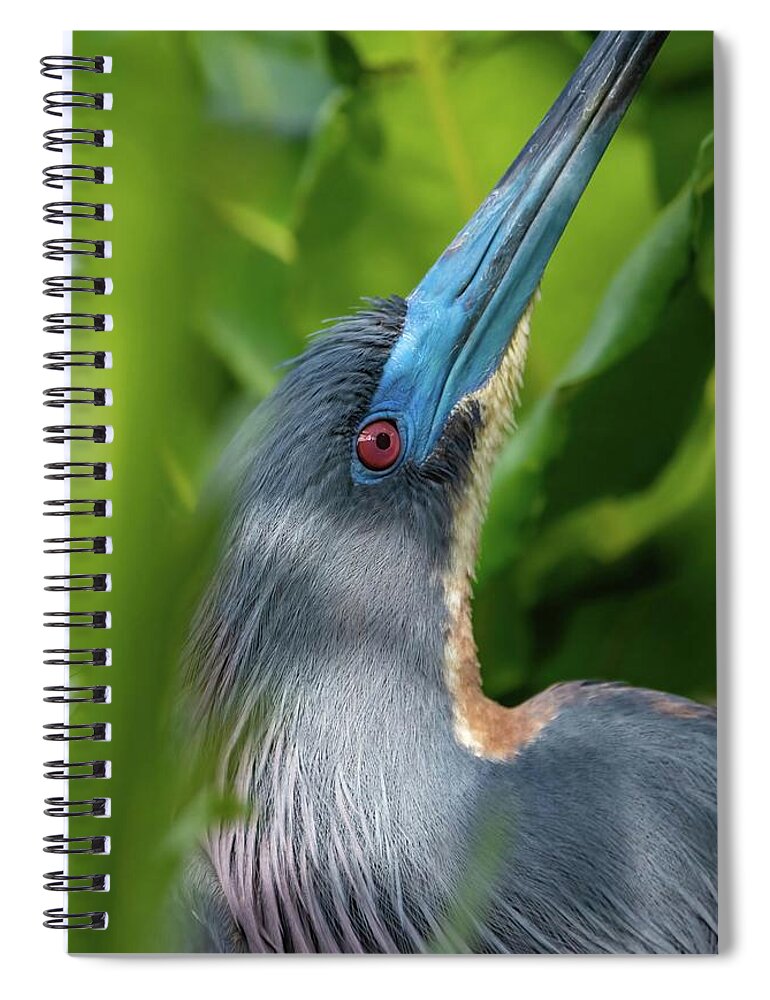 Heron Spiral Notebook featuring the photograph Tri Colored Heron by Rebecca Herranen