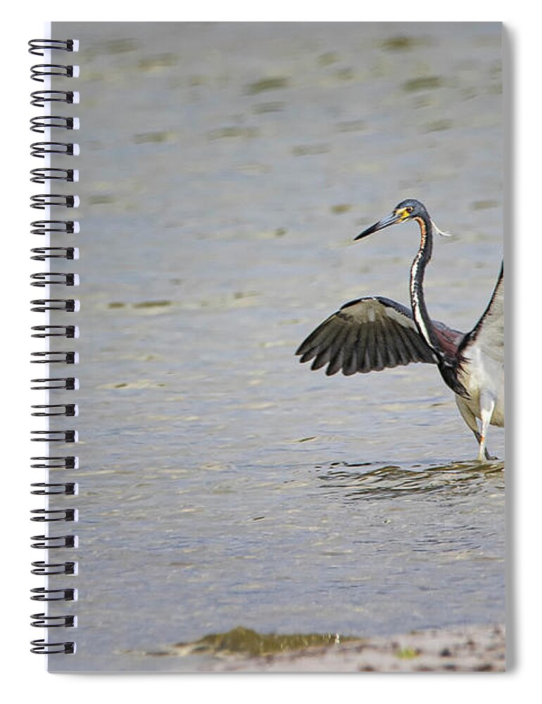 Tricolor Heron Spiral Notebook featuring the photograph Tricolor Heron at Cedar Island North Carolina by Bob Decker
