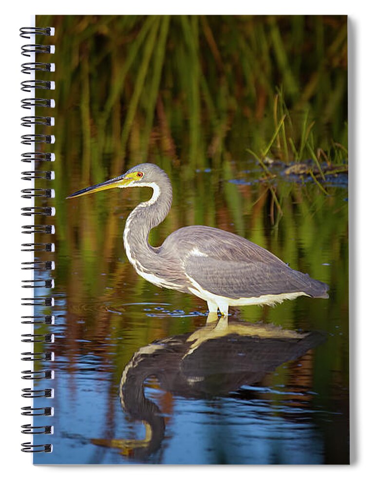 Tricolor Heron Spiral Notebook featuring the photograph Tricolored Heron Enjoys the Sunset by Mark Andrew Thomas